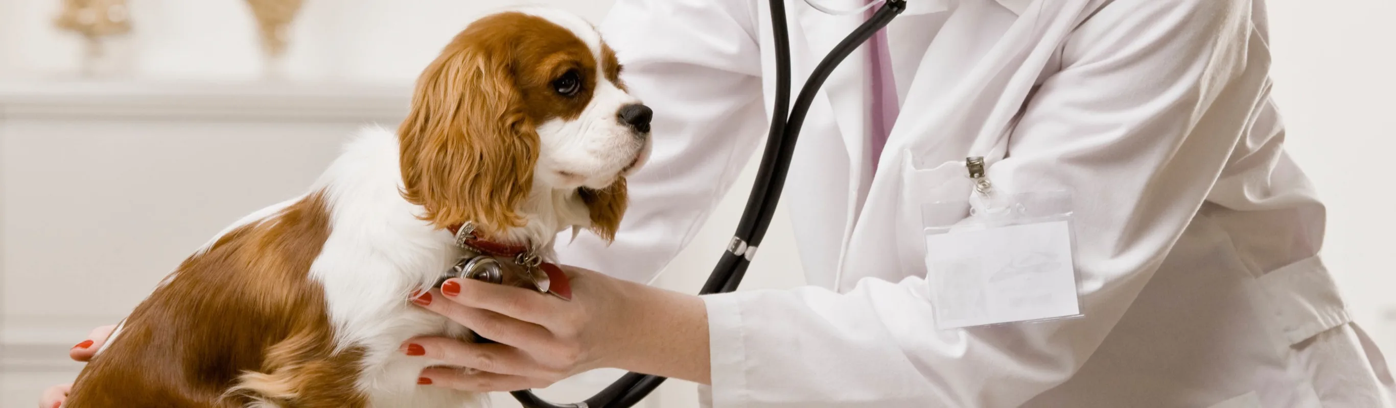 Veterinary staff examining a dog with a stethoscope